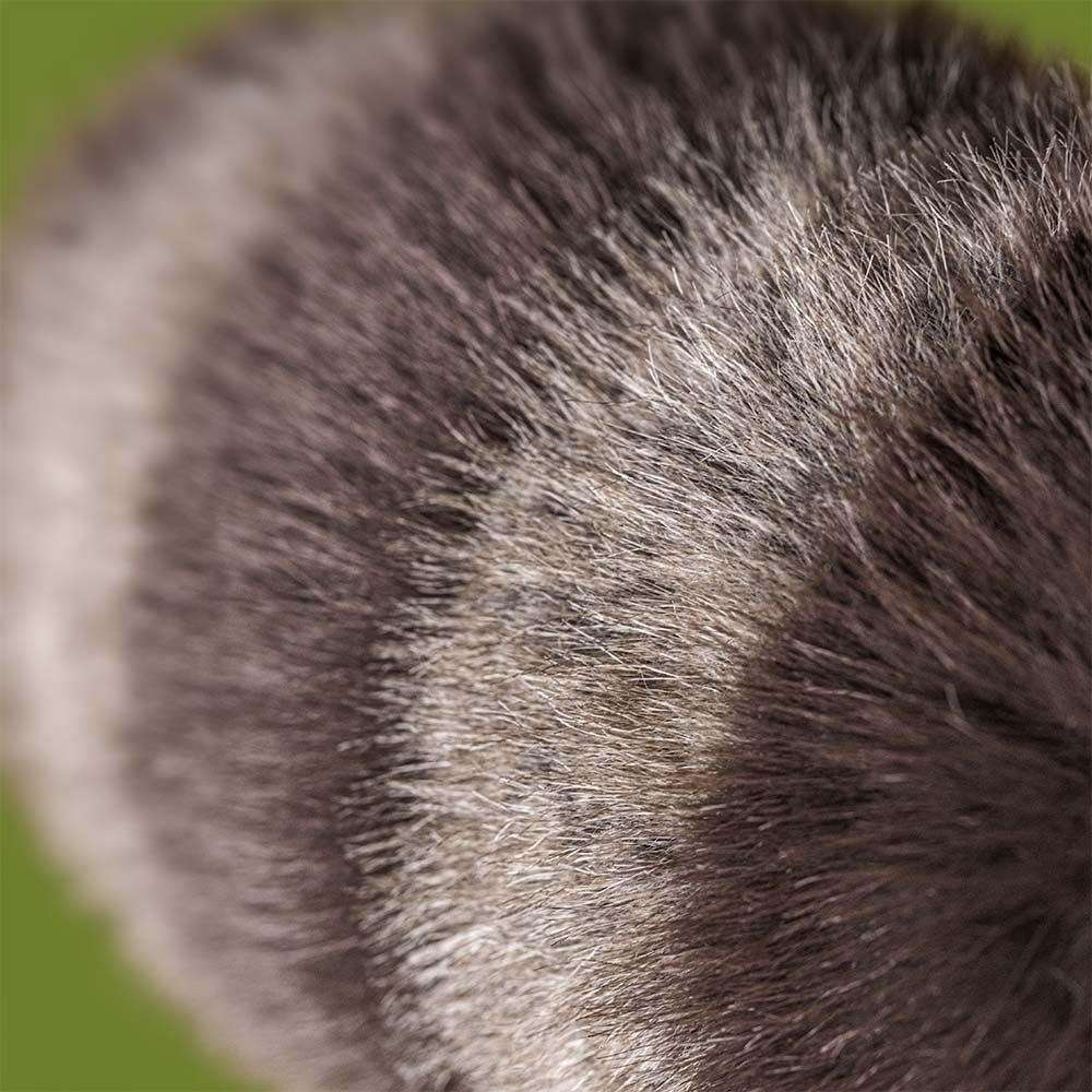 Raton Laveur Trixiwoo Raccoon